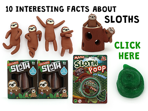10-Interesting-Facts-About-Sloths.jpg